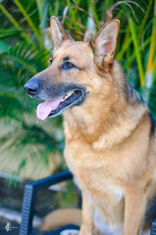 Rocky in profile in front of palm leaves